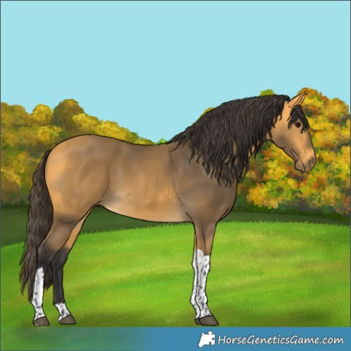 Horse Color:Buckskin Tobiano 