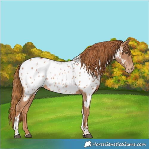 Horse Color:Chestnut Tobiano Appaloosa 