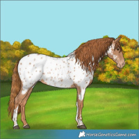Horse Color:Chestnut Tobiano Appaloosa 