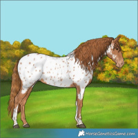 Horse Color:Chestnut Tobiano Appaloosa