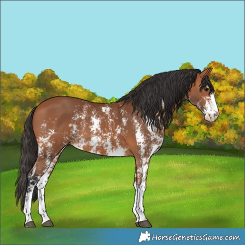 Horse Color:Bay Sabino 