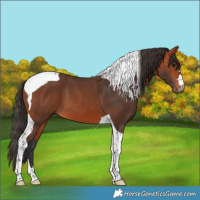 Horse Color:Bay Tobiano 