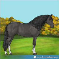 Horse Color:Black Sabino Tobiano