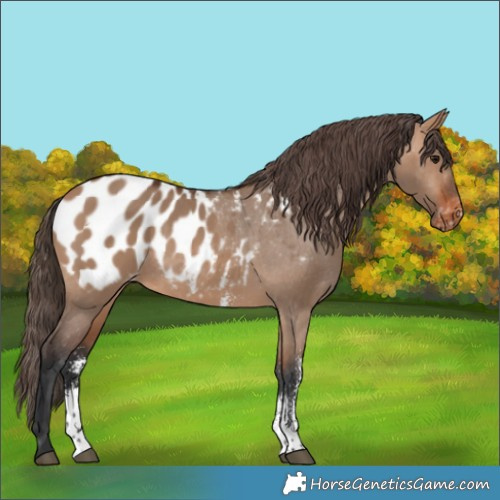 Horse Color:Bay Dun Sabino Appaloosa 