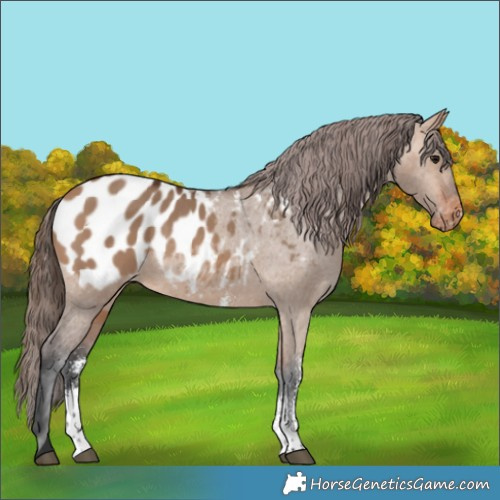 Horse Color:Bay Dun Sabino Blanket 
