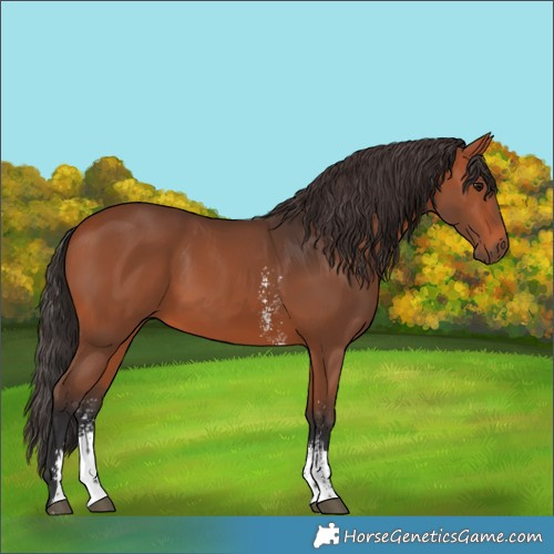 Horse Color:Bay Sabino 