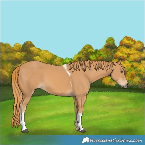 Horse Color:Chestnut Tobiano 