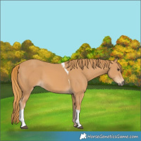 Horse Color:Chestnut Tobiano 