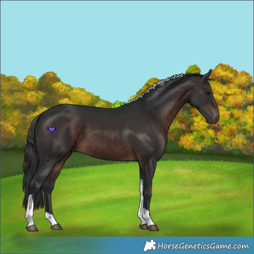 Horse Color:Brown Tobiano