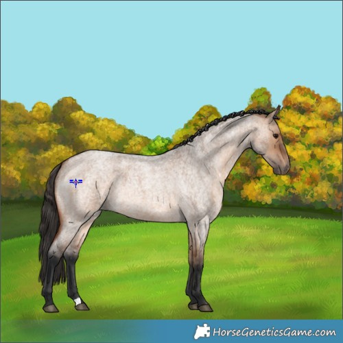 Horse Color:Bay Roan Dun 