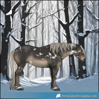 Horse Color:Gray White Spotted Silver Smoky Black 