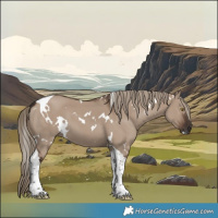 Horse Color:White Spotted Liver Red Dun Tobiano 