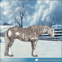 Horse Color:White Spotted Silver Black Sabino 