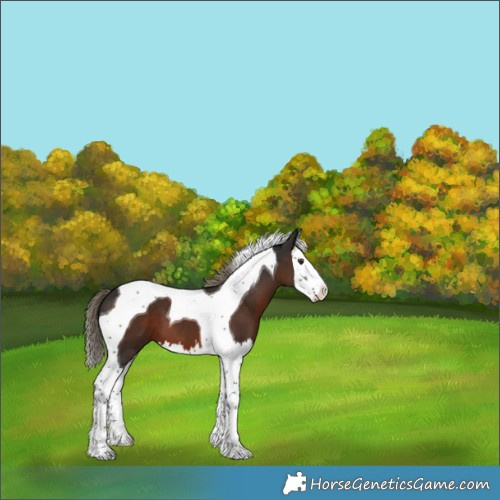 Horse Color:Liver Chestnut Splash Tobiano 