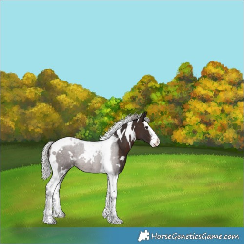 Horse Color:White Spotted Silver Brown Splash Tobiano 