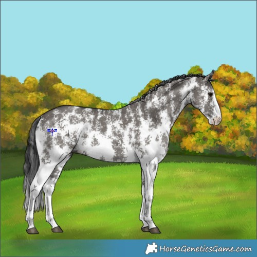 Horse Color:Grullo Sabino Rabicano