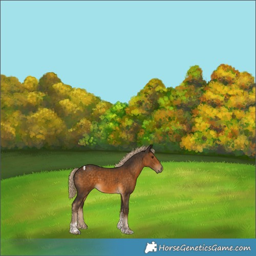 Horse Color:Chocolate Palomino Tobiano 