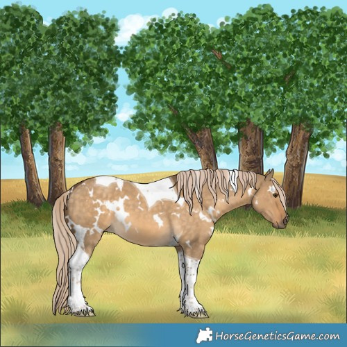 Horse Color:White Spotted Chocolate Palomino Dun Tobiano 