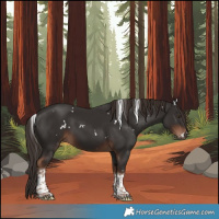 Horse Color:White Spotted Liver Chestnut Tobiano 