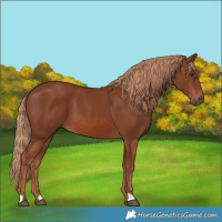 Horse Color:Chestnut 