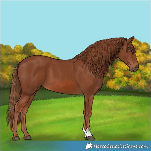 Horse Color:Unknown 