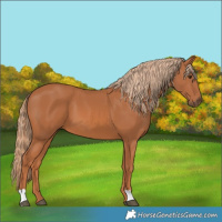 Horse Color:Chestnut 