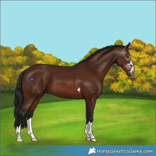 Horse Color:Gray Bay 