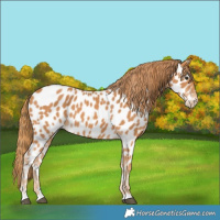 Horse Color:Chestnut Near Leopard 