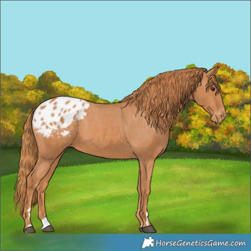 Horse Color:Chestnut Appaloosa 