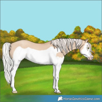 Horse Color:Silver Classic Champagne Dun Splash Frame