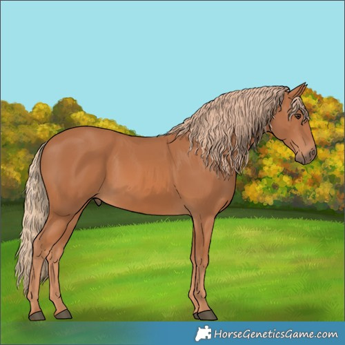 Horse Color:Unknown 