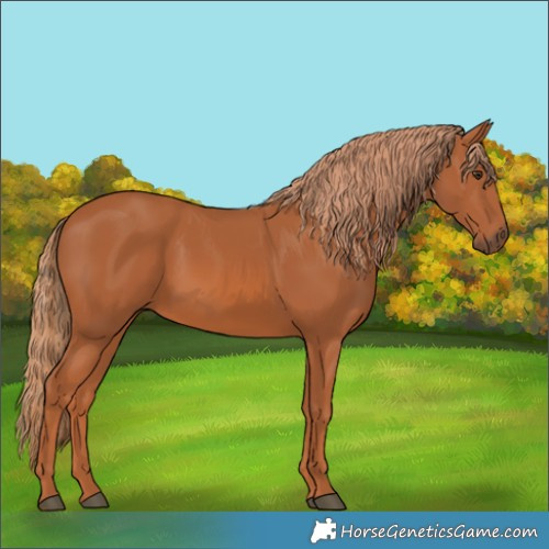 Horse Color:Chestnut 