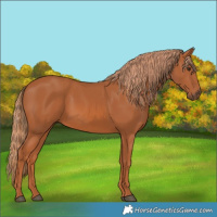 Horse Color:Chestnut 