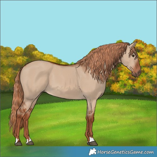 Horse Color:Red Dun