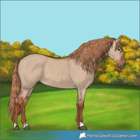 Horse Color:Red Dun 