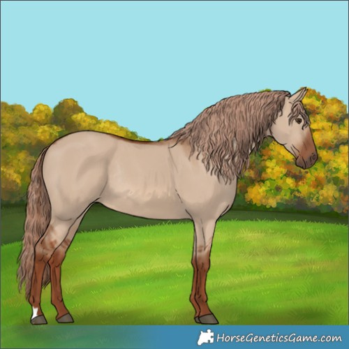 Horse Color:Unknown 