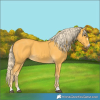 Horse Color:Palomino