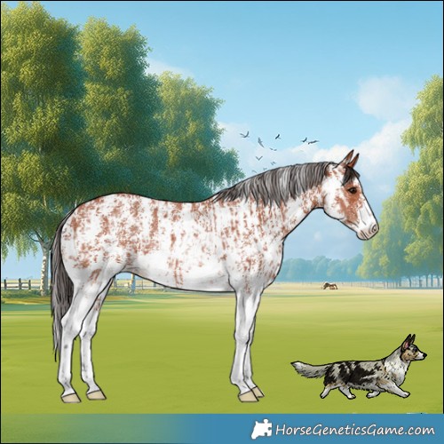 Horse Color:Bay Sabino Rabicano  and Bay Sabino Rabicano 