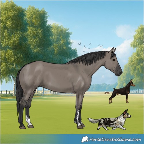 Horse Color:Grullo Sabino Rabicano