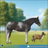 Horse Color:Liver Chestnut Mushroom Tobiano