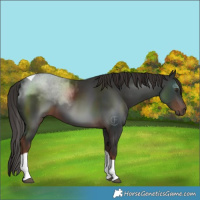 Horse Color:Liver Chestnut Tobiano 
