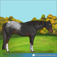 Horse Color:Liver Chestnut Tobiano 