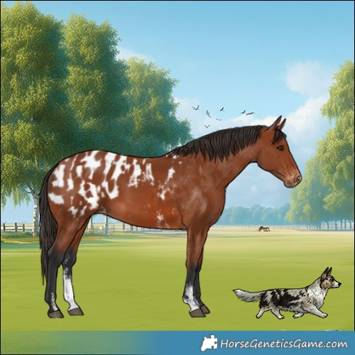 Horse Color:Bay Sabino Rabicano  and Bay Sabino Blanket Rabicano 
