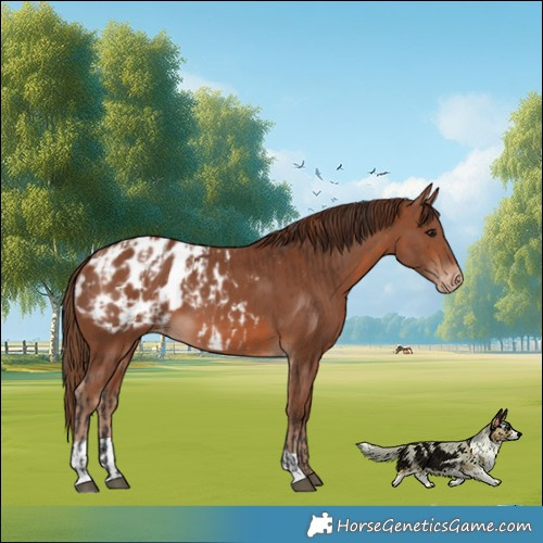 Horse Color:Bay Appaloosa and Chestnut Appaloosa