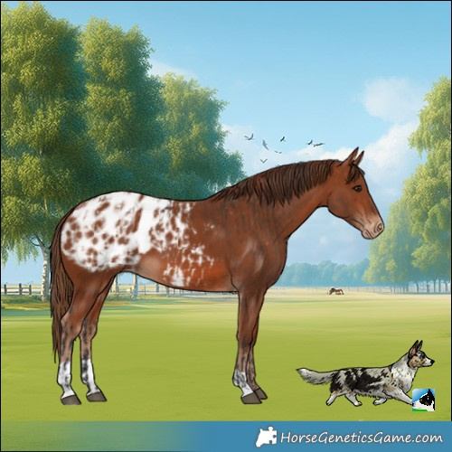 Horse Color:Bay Blanket  and Chestnut Blanket 