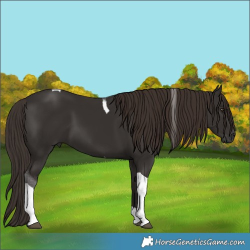 Horse Color:Liver Chestnut Tobiano 