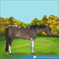 Horse Color:Brown Dun Tobiano 