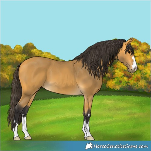 Horse Color:Buckskin