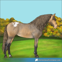 Horse Color:Buckskin Varnish 