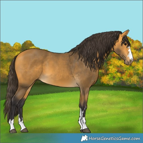Horse Color:Unknown 